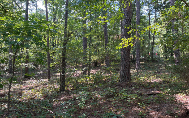 Center lot view